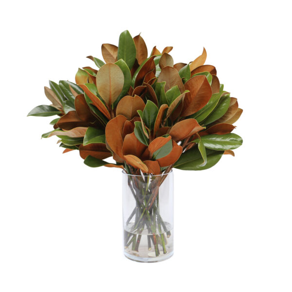 Bright magnolia leaves bouquet in a glass vase, showcasing lush greenery and warm brown tones.