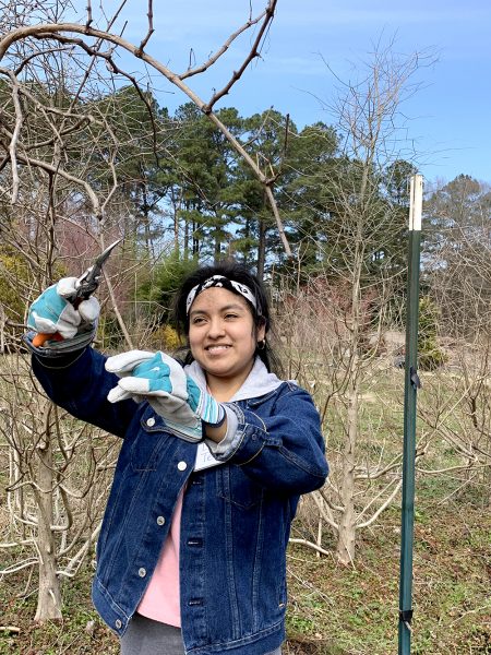 Girl harvesting fruit in orchard at Weston Farms, outdoor farm activity.
