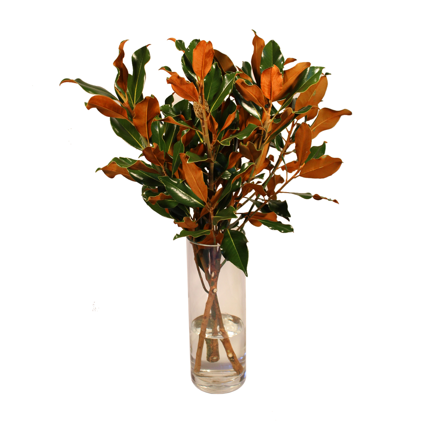 Weston Farms Magnolia 36" Bouquet