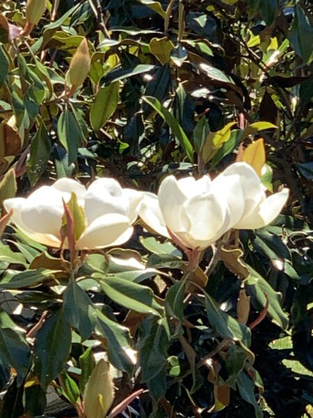 Triple Crown Magnolia Bloom Box