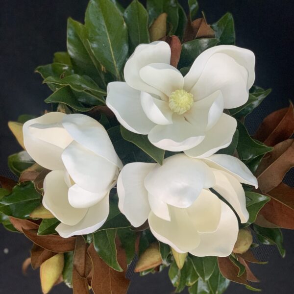 Triple Crown Magnolia Bloom Box