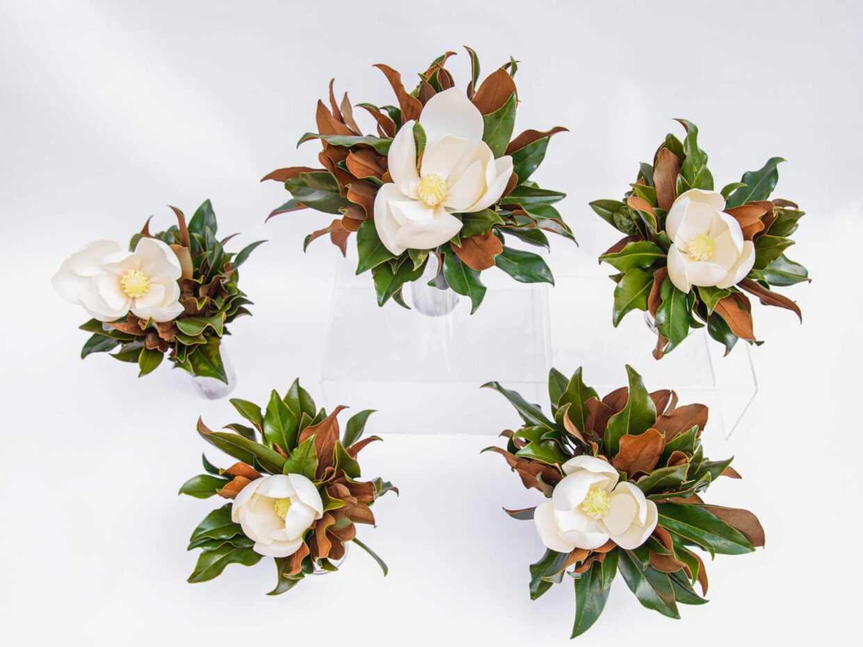 White magnolia flowers with green and brown leaves in small glass vases, arranged on a white backgro.