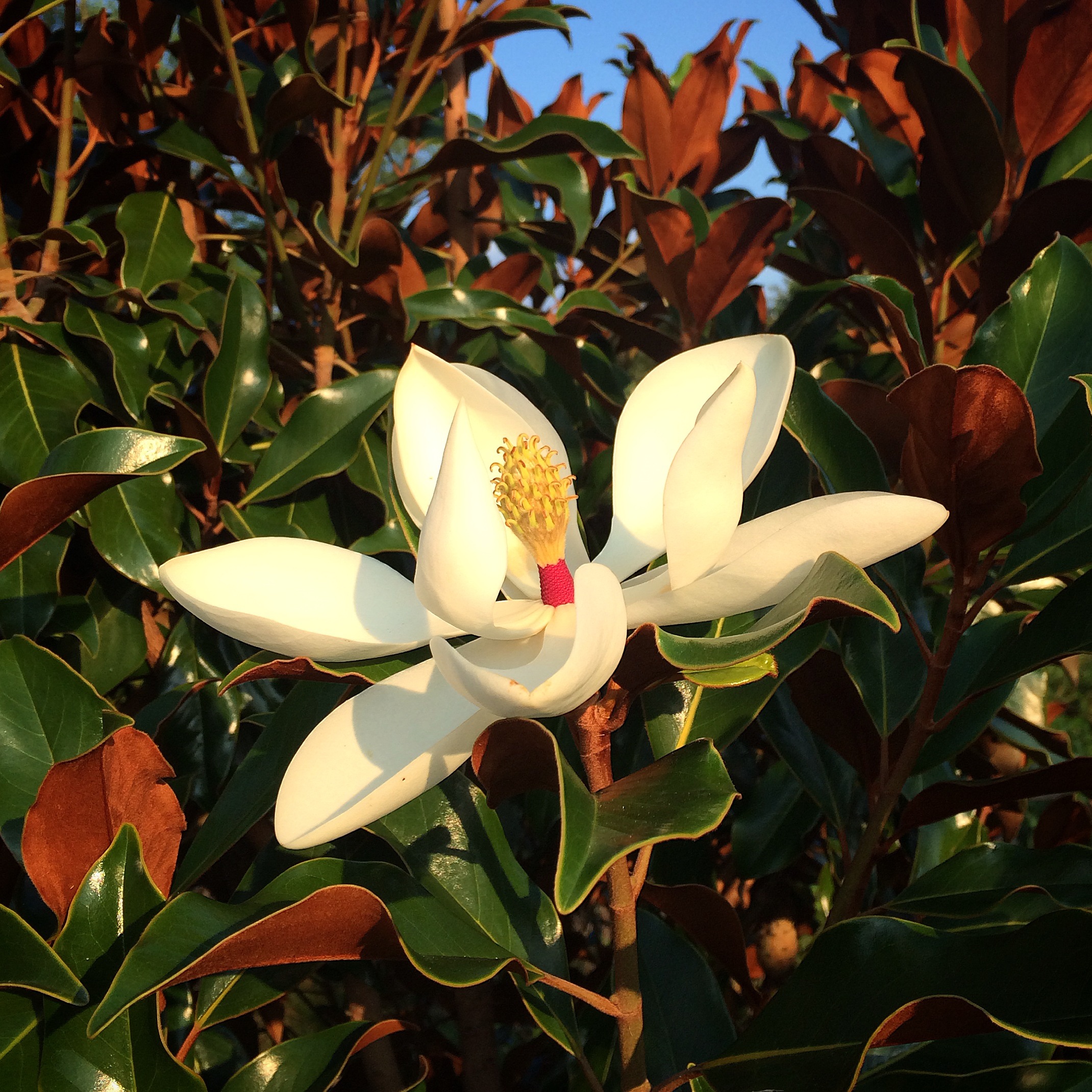 Sunset at the Weston Farms in June