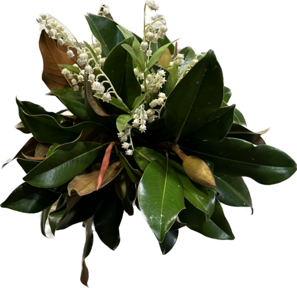 Fresh magnolia flowers with green leaves and white blossoms, farm-fresh arrangement.