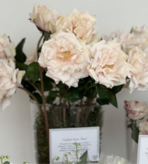 Grandmother's Garden Rose